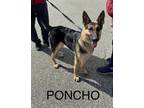 Adopt Poncho a German Shepherd Dog