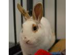 Adopt Snowball a White Other/Unknown / American / Mixed rabbit in New Orleans