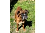 Adopt Clyde a Boxer