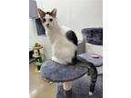 Adopt Joesy a White (Mostly) Domestic Shorthair / Mixed (short coat) cat in