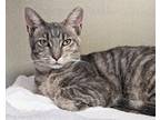 Adopt Periwinkle a Gray or Blue Domestic Shorthair / Domestic Shorthair / Mixed