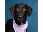 Adopt Atlas a Black Doberman Pinscher / Mixed dog in Caldwell, ID (38855381)