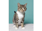 Adopt Doug a Gray or Blue Domestic Shorthair / Domestic Shorthair / Mixed cat in