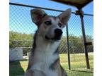 Adopt Shaki a Husky / Shepherd (Unknown Type) / Mixed dog in Rockwall