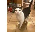 Adopt Teddy a White (Mostly) Domestic Shorthair (short coat) cat in Manahawkin