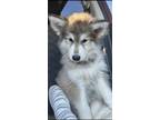 Adopt Bella a Gray/Silver/Salt & Pepper - with White Husky / Mixed dog in