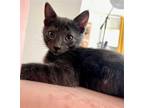 Adopt Paxton a Gray or Blue Russian Blue / Mixed (short coat) cat in Los