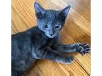 Adopt Parker a Gray or Blue Russian Blue / Mixed (short coat) cat in Los