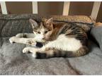 Adopt Marigold a White Domestic Shorthair / Mixed cat in Incline Village