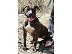 Adopt Lulu a Pit Bull Terrier / Labrador Retriever / Mixed dog in Pomona