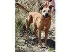 Adopt Dee* a Labrador Retriever / Mixed dog in Pomona, CA (38755768)