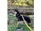 Adopt Becca* a German Shepherd Dog / Mixed dog in Pomona, CA (38747371)