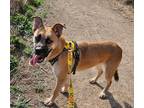 Adopt Bubbles* a Shepherd (Unknown Type) / Mixed dog in Pomona, CA (38882517)