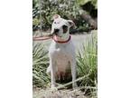 Adopt Rosalina* a Pit Bull Terrier / Mixed dog in Pomona, CA (38882509)