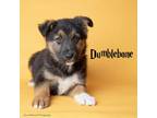 Adopt Dumblebone a Mixed Breed