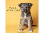 Adopt Ball Atreides a Mixed Breed