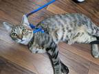 Adopt Chaka (23-341), Phil (23-342), Ann (23-343) a American Shorthair / Mixed