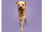 Adopt Cashew a Mixed Breed (Large) / Mixed dog in Durham, NC (38879652)