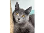 Adopt Rowan a Domestic Short Hair