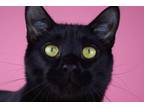 Adopt Finley a All Black Domestic Shorthair / Mixed (short coat) cat in