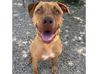 Adopt Beignet a Red/Golden/Orange/Chestnut Labrador Retriever / Mixed dog in