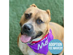 Adopt Tiva a Tan/Yellow/Fawn American Pit Bull Terrier / Mixed dog in