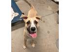 Adopt Vinnie a Tan/Yellow/Fawn Shepherd (Unknown Type) / Mixed dog in Madison