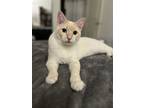 Adopt Luke a Cream or Ivory (Mostly) Siamese / Mixed (short coat) cat in Los