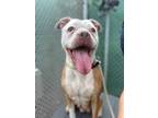 Adopt Ju Ju a Tan/Yellow/Fawn American Pit Bull Terrier / Mixed dog in Wantagh