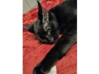 Adopt Smitty a All Black Domestic Shorthair / Mixed cat in Youngsville