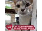 Adopt Manhattan a Gray or Blue Domestic Shorthair / Domestic Shorthair / Mixed