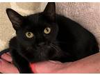 Adopt Little 'Bella Luna' a All Black Domestic Mediumhair / Mixed (medium coat)