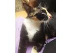 Adopt Lydia - Lovely abandoned cat a Tortoiseshell American Shorthair / Mixed