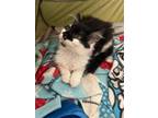 Adopt Mary a Black & White or Tuxedo Domestic Shorthair / Mixed (short coat) cat