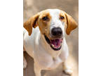 Adopt Biscuit a Tan/Yellow/Fawn Hound (Unknown Type) / Mixed dog in Knoxville