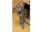 Adopt Hasani a Bengal