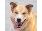 Adopt Max the Husky a Red/Golden/Orange/Chestnut Mixed Breed (Large) / Mixed dog