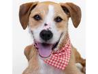Adopt Finley a Tan/Yellow/Fawn Boxer / Labrador Retriever / Mixed dog in