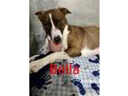 Adopt Bella a Brown/Chocolate - with White Pit Bull Terrier / Border Collie /
