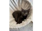 Adopt Cole a All Black Domestic Mediumhair / Mixed (medium coat) cat in Fort