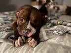 Adopt 2306-0253 Harrison a Pit Bull Terrier / Mixed dog in Virginia Beach