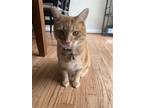 Adopt Enzo a Orange or Red Domestic Shorthair / Mixed (short coat) cat in