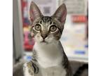 Adopt Clark (and Lewis) a Brown Tabby Domestic Shorthair / Mixed (short coat)