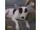 Adopt May (2 yo,48lbs) a Bull Terrier / Mixed dog in Hinton, WV (38809517)