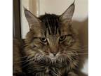 Adopt Rocky (and Minnie) a Brown Tabby Maine Coon / Mixed (long coat) cat in