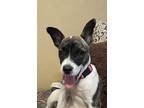 Adopt Dallas (Kankakee foster) a Brindle - with White American Pit Bull Terrier