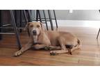 Adopt Clancy a Red/Golden/Orange/Chestnut Blue Lacy/Texas Lacy / Mixed dog in