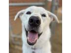 Adopt Klaus a White - with Tan, Yellow or Fawn Great Pyrenees / German Shepherd