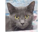 Adopt Gigi a Gray or Blue (Mostly) Russian Blue / Mixed (short coat) cat in