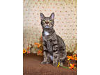 Adopt Majestic Mermaid a Brown or Chocolate Domestic Shorthair / Domestic